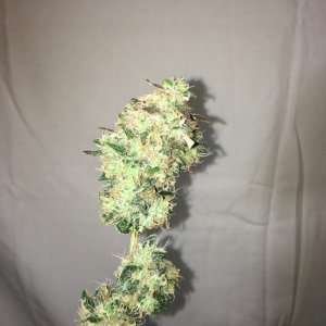 Moonshine blueberry grow