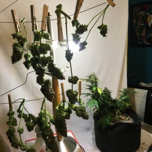 Moonshine blueberry grow