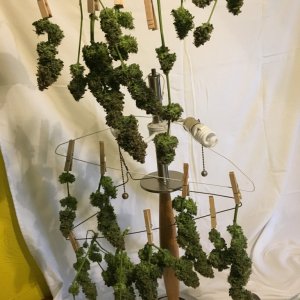 Moonshine blueberry grow