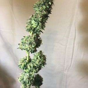 Moonshine blueberry grow