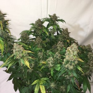 Moonshine blueberry grow