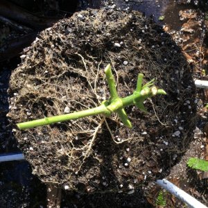 Moonshine blueberry grow