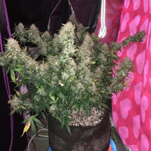 Moonshine blueberry grow