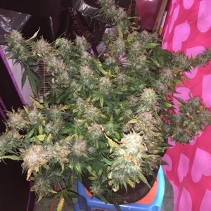 Moonshine blueberry grow