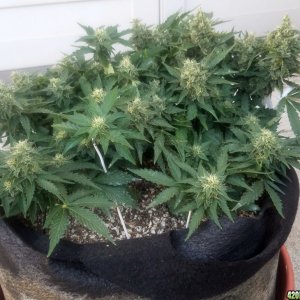 Blue 4 day 80