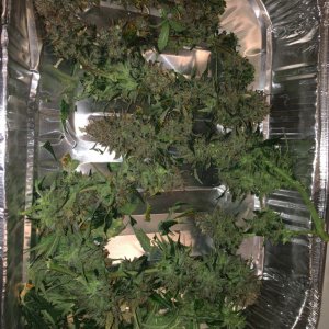 Moonshine blueberry grow