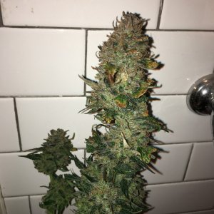 Moonshine blueberry grow