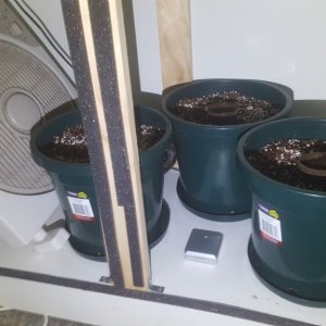 First Coco Grow Setup 1