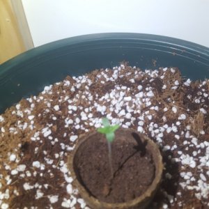 First Coco Grow Germination 1