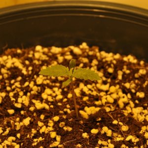 First Coco Grow Germination 2