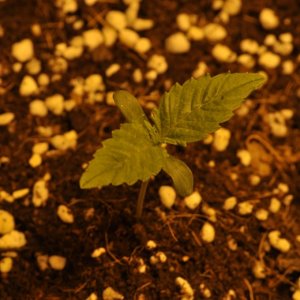 First Coco Grow Germination 3