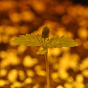 First Coco Grow Germination 4