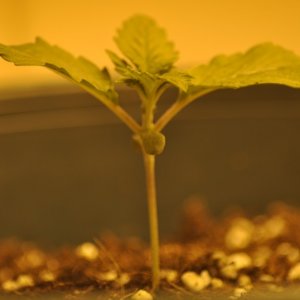 First Coco Grow Vege 3