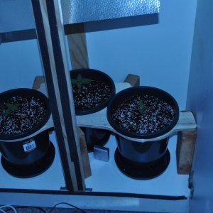 First Coco Grow Setup 3