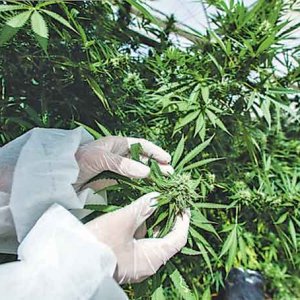 Cannabis Farm - Bloomberg