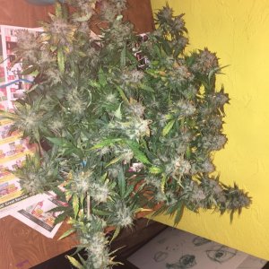 Moonshine blueberry grow