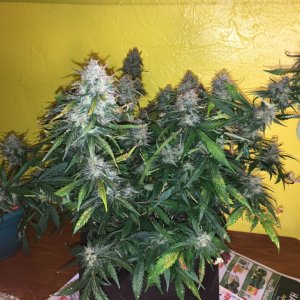 Moonshine blueberry grow