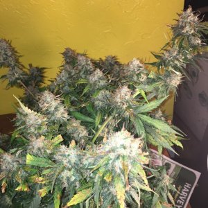 Moonshine blueberry grow