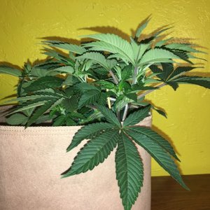 Moonshine blueberry grow