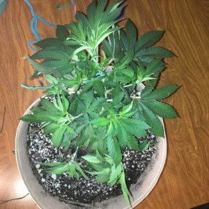 Moonshine blueberry grow