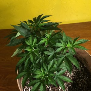 Moonshine blueberry grow