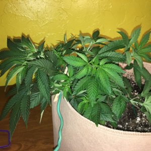 Moonshine blueberry grow