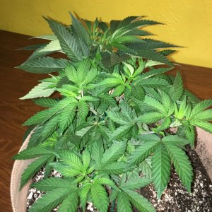 Moonshine blueberry grow