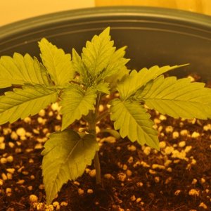 First Grow Coco Blue Mystic Speed 3