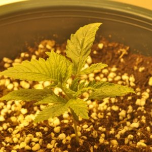 First Grow Coco Blue Mystic lil Special 3