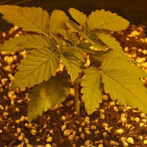 First Grow Coco Blue Mystic Speedy 3