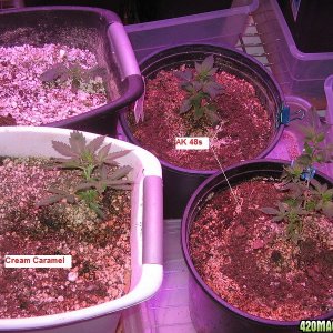 Ladies in Veg 2017-12-22