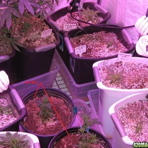 Ladies in Veg 2017-12-22