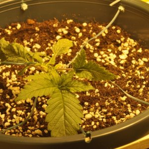 First Grow Coco Blue Mystic lil Special Top