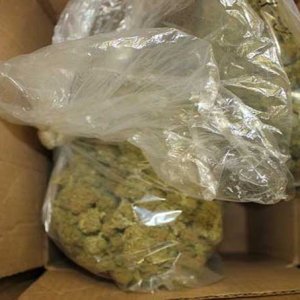 Bags of Buds - PORT HUENEME POLICE