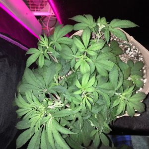 Moonshine blueberry grow