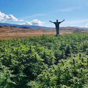 Outdoor Grow - Greg James