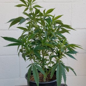 AK-47 clone