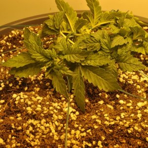 First Grow Coco Blue Mystic Bushy new home