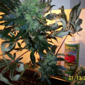 New grow cfl/soil