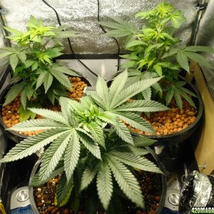 Usul's Grow 2.1 - Day 46