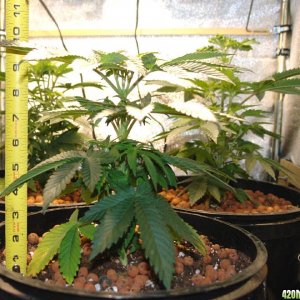 Usul's Grow 2.1 - Day 46, height