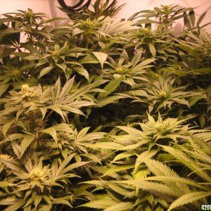 Cannabis plants