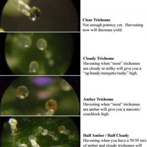 Trichome Chart | 420 Magazine