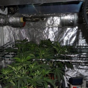 400w hps/400w mh Church Grow wks 5/6 veg