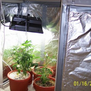 New grow cfl/soil