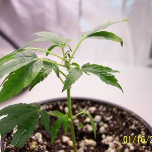 New grow cfl/soil