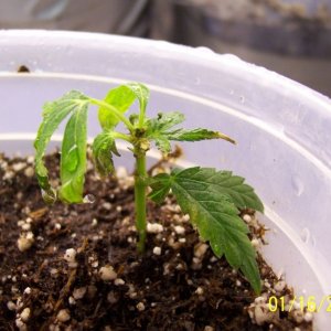 New grow cfl/soil