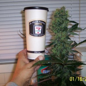 New grow cfl/soil