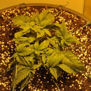 First Grow Coco Blue Mystic Bushy Update