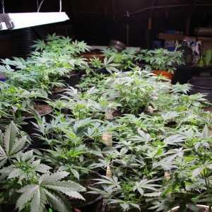 &#127793;2017-18 Multi-Strain Grow-Weeks 3 thru 7 of Veg.-12/31/17&